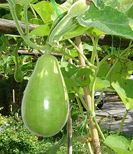 Hạt giống bầu tròn F1 - Gói 10 hạt