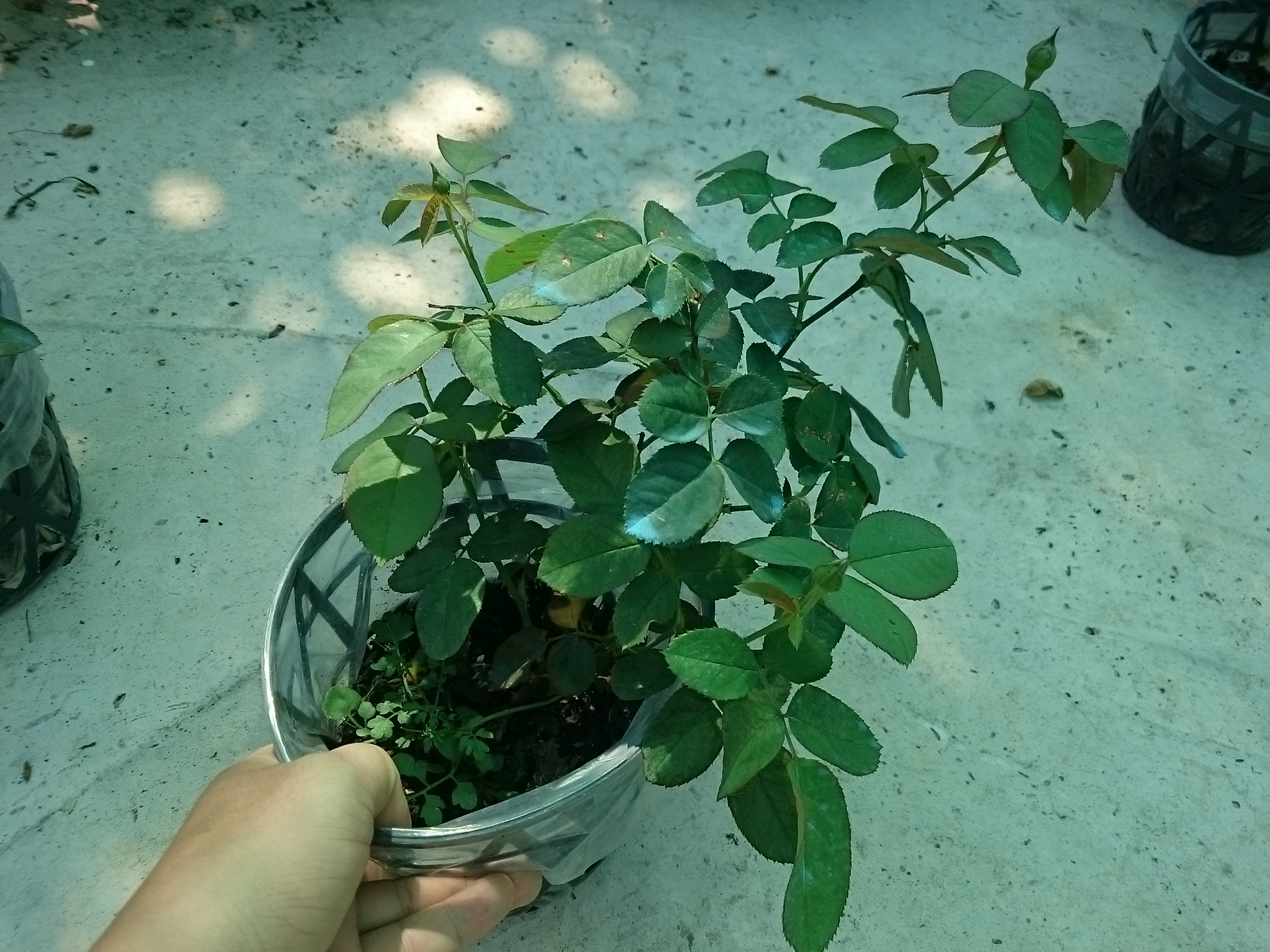Cây Hoa Hồng Lửa - cây cảnh để bàn