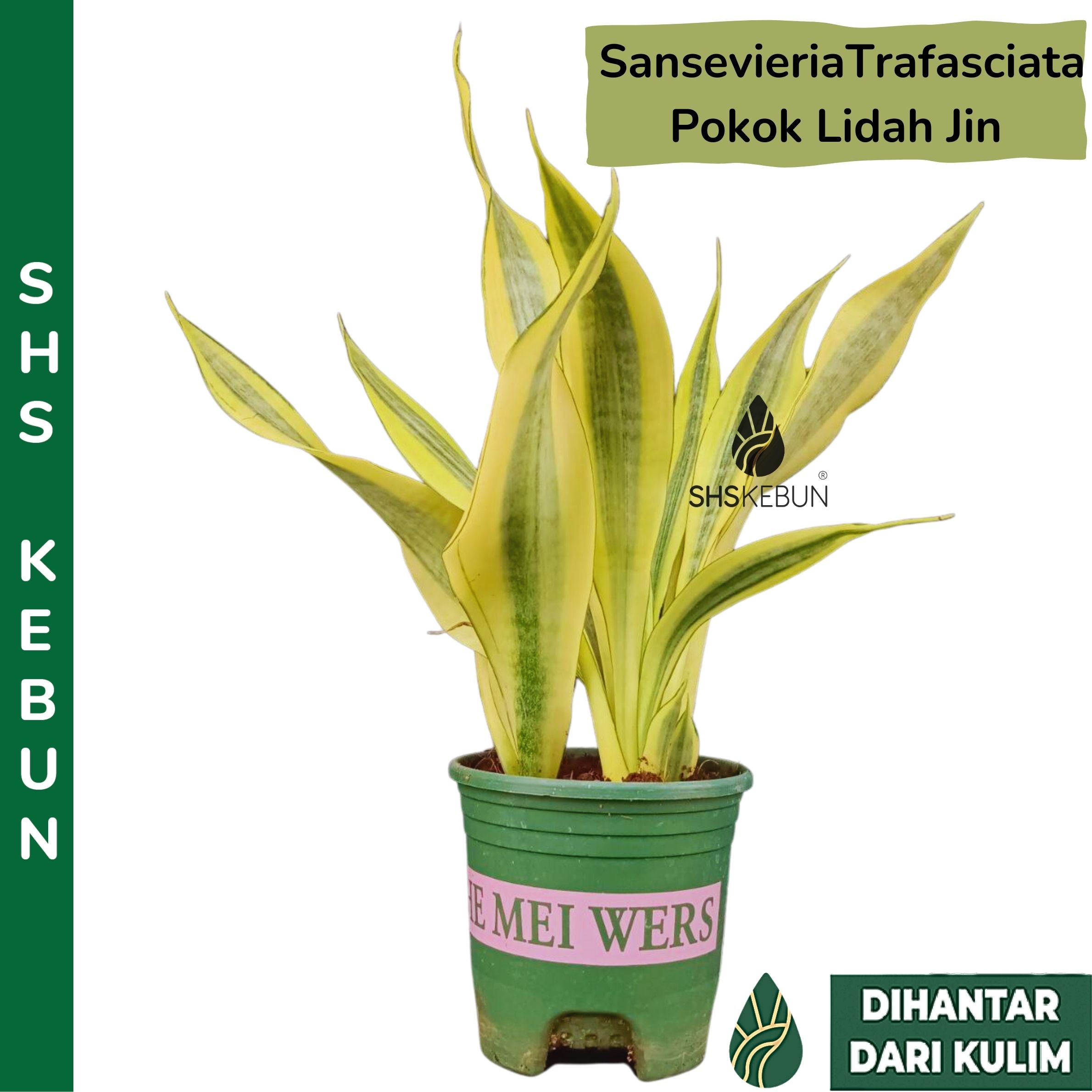 Pokok Yellow Sansevieria Craigii Pokok Lidah Jin Indoor Plant Pokok Hiasan  Live Plant SHS Kebun | Lazada