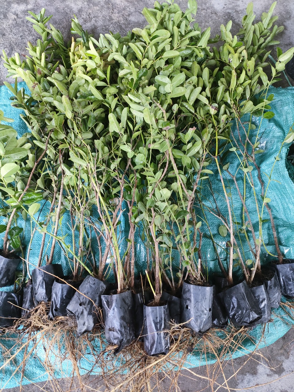 10 cây siro giống giá 200k