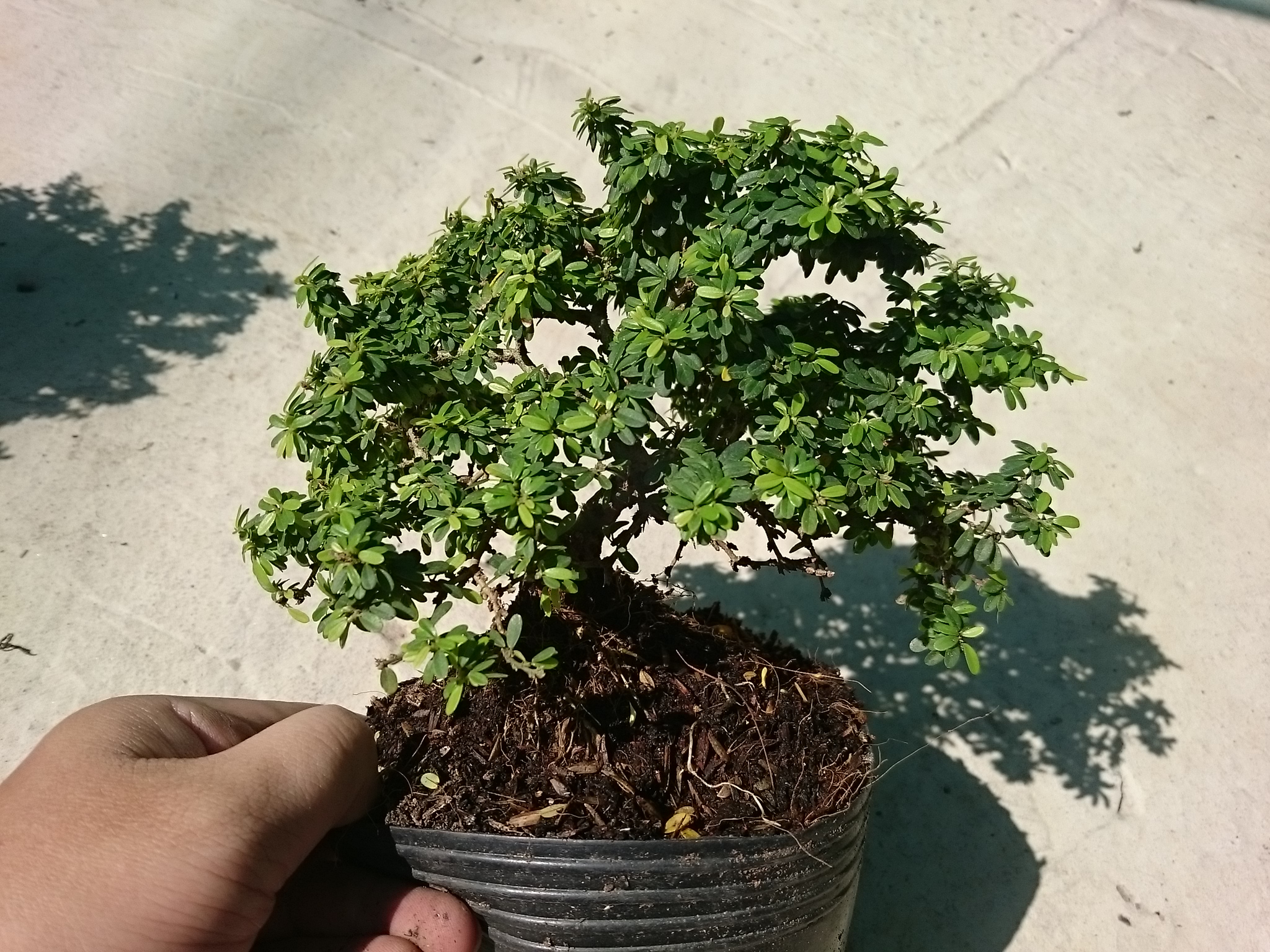 Cây Linh Sam Bonsai - cây cảnh bonsai