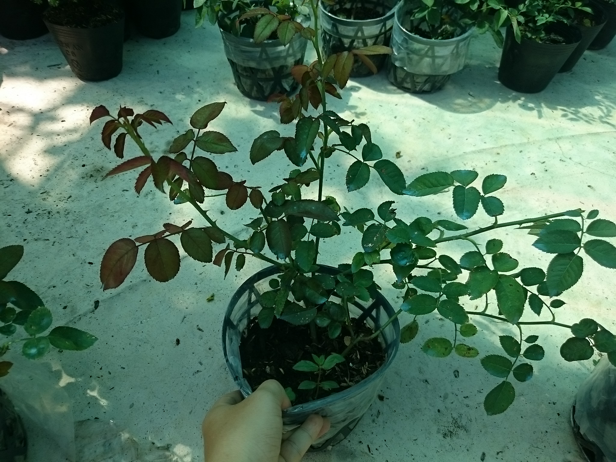 Hồng 2 Da Sa Đéc - cây cảnh để bàn