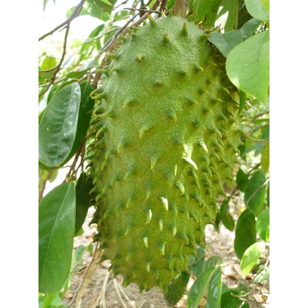 Cây mãng cầu xiêm ( mãng cầu gai) cao 50-70 cm