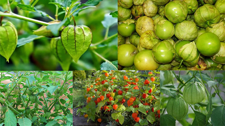 cây Thù Lù ,cây tầm Bóp, Anh Đào Đất - cây giống