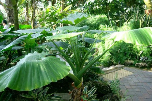 Cây ráy +củ ráy( mua 2 củ tặng 1 củ nhỏ )