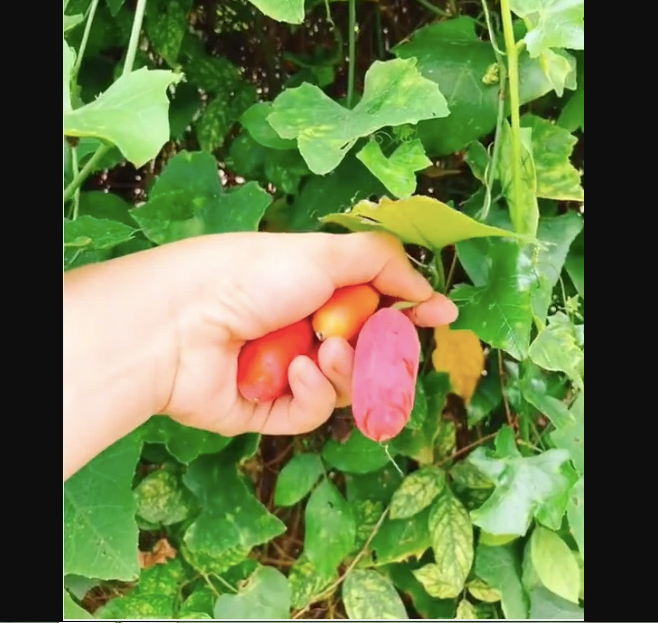 Hạt giống Cây Bình Bát Dây - gói 20 hạt