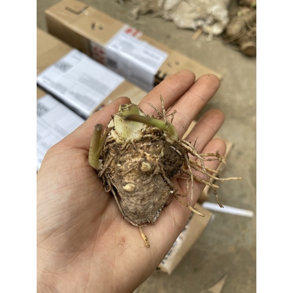 Củ hoa Rum - Giống Hoa Nhập Khẩu