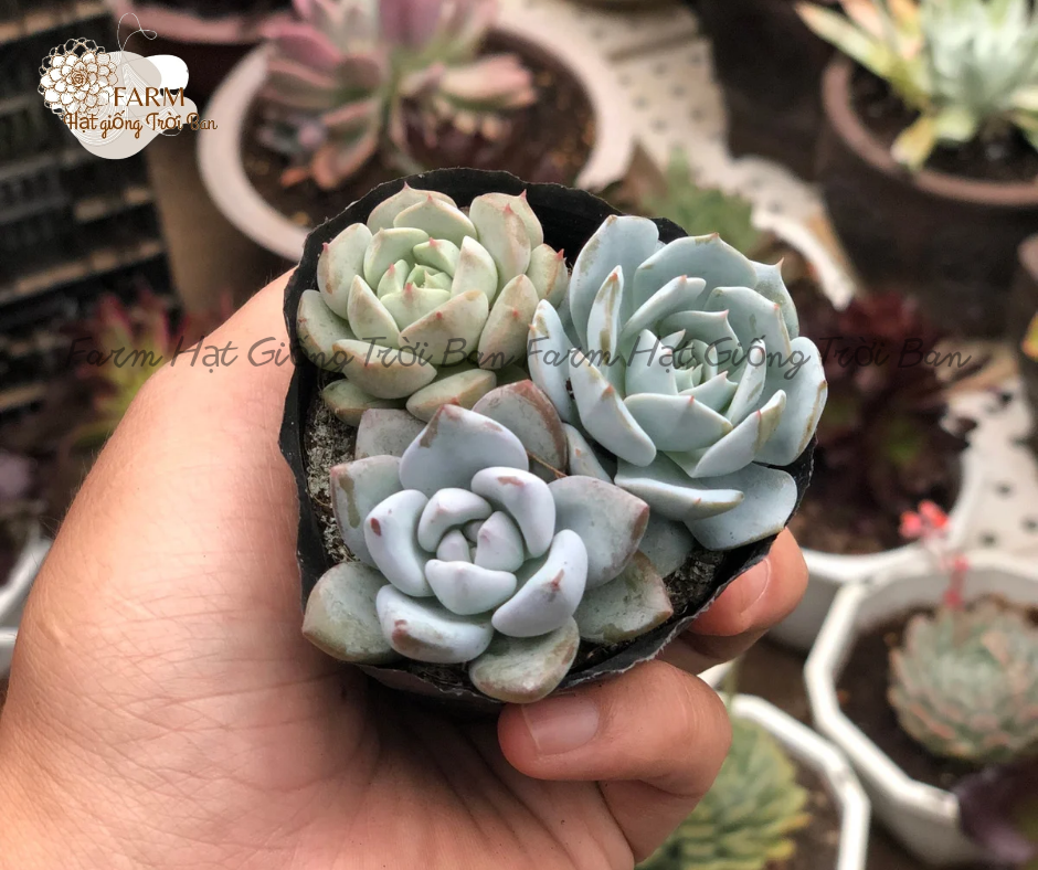 [ Ngẫu nhiên ] SEN BẦU 3 CÂY NGẪU NHIÊN - HÀNG ĐẸP