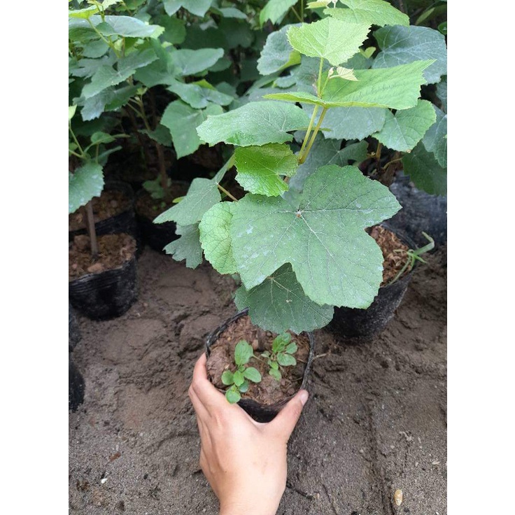 CÂY GIỐNG NHO HẠ ĐEN KHÔNG HẠT DK-01