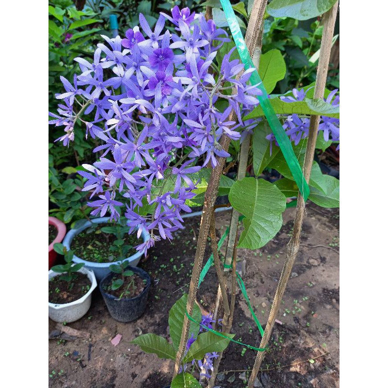 Cây Hoa mai xanh thái cao 1,5m trở lên
