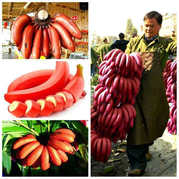 Cây giống chuối tiêu đỏ cây mô F1