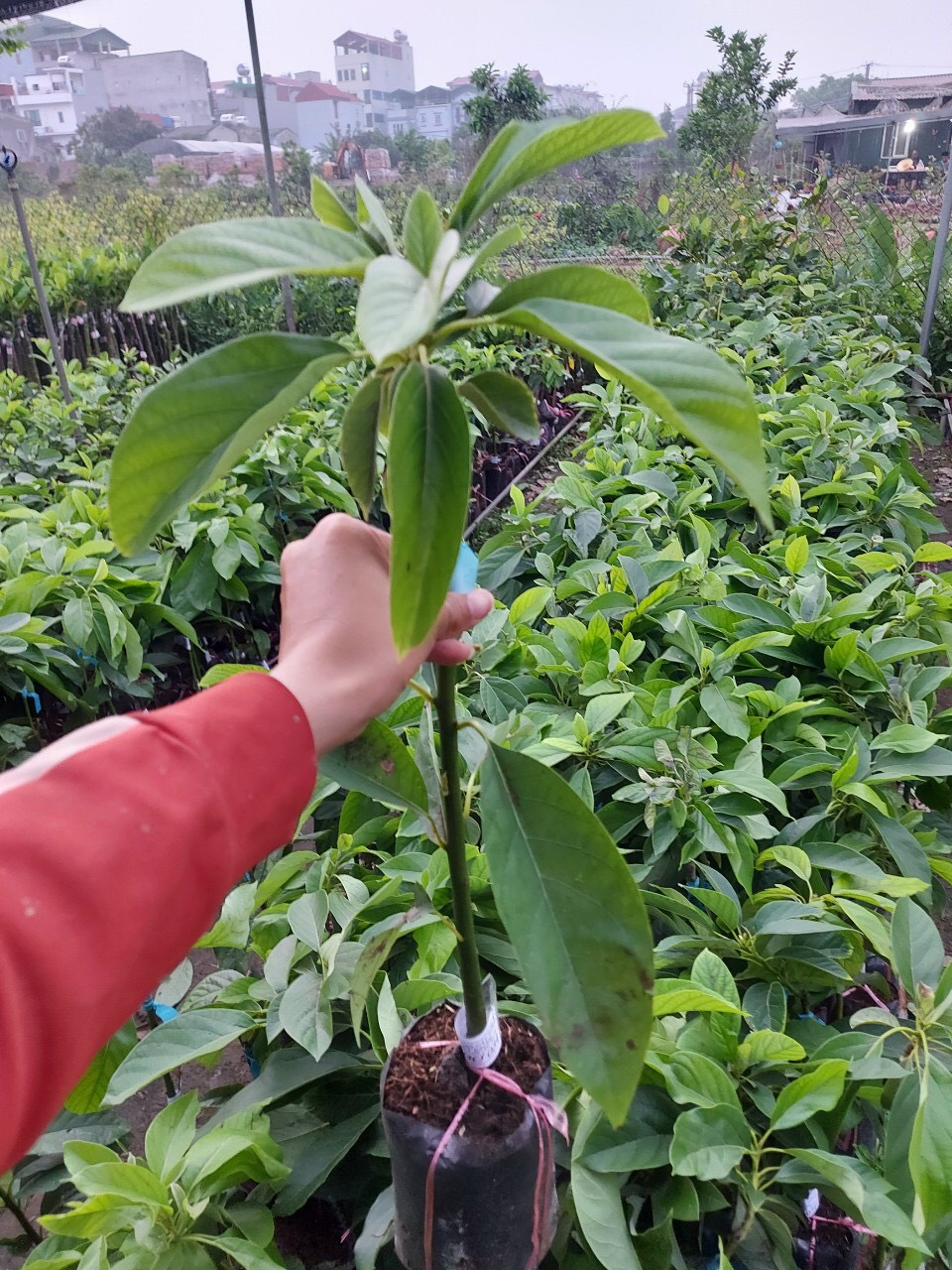 CÂY BƠ 034 GIỐNG CÂY KINH TẾ