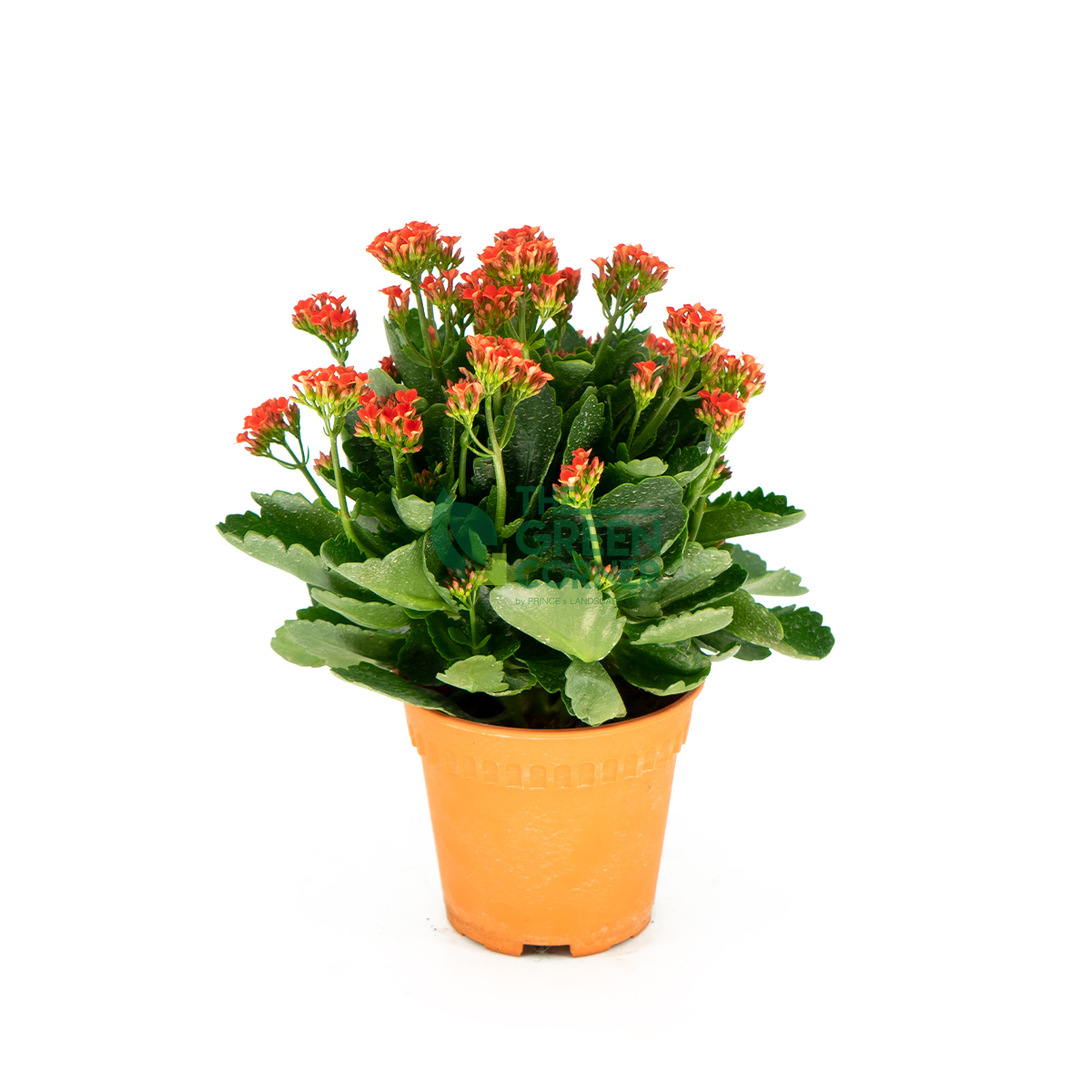 [Preorder] Kalanchoe Chinese New Year Plant Chat with us for