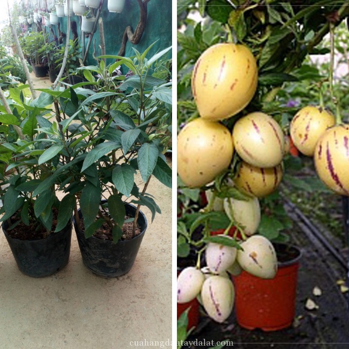 Hạt Giống Dưa Pepino (tặng kèm phân bón)