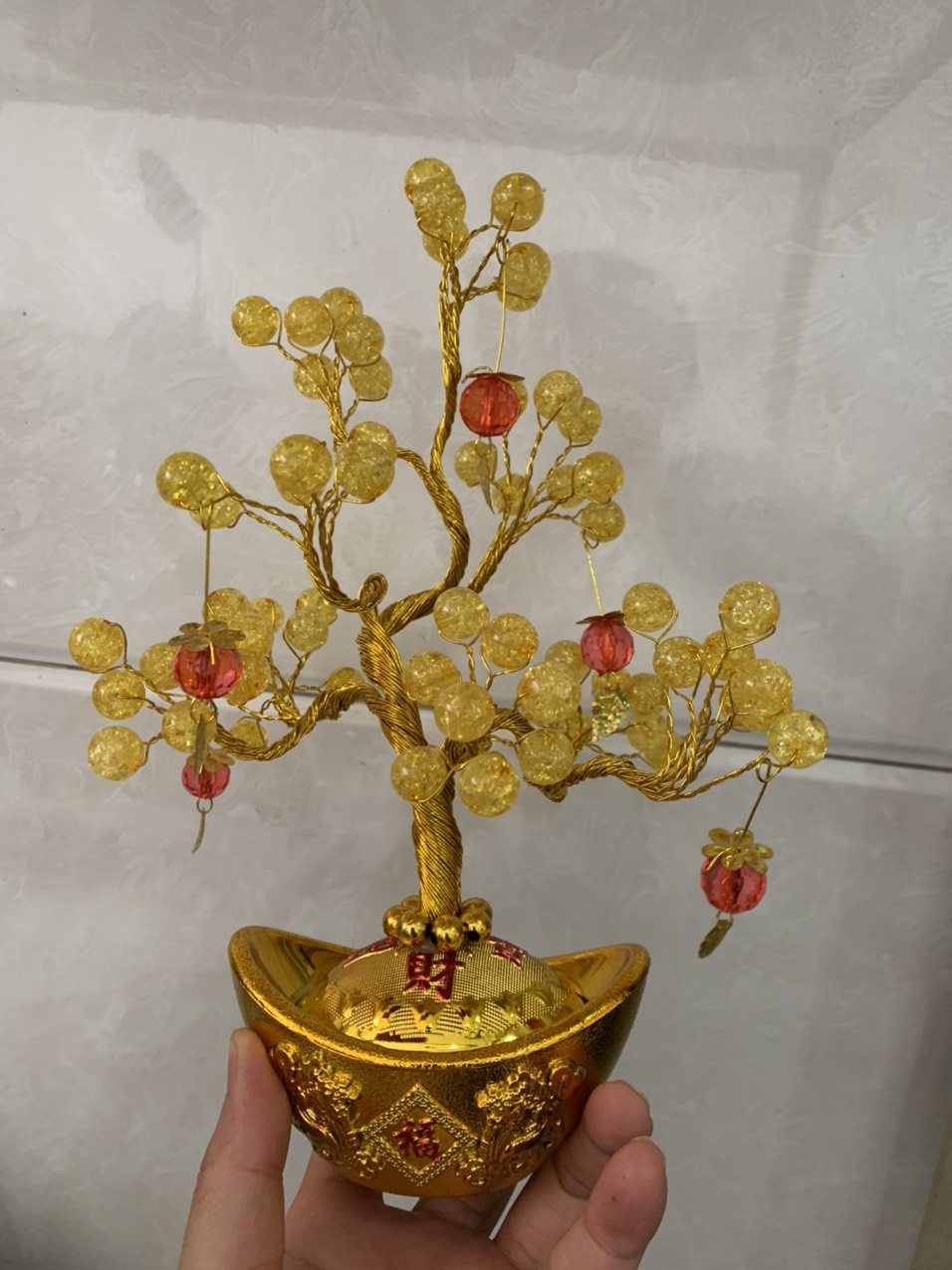 Cây kim tiền mini cao 16cm