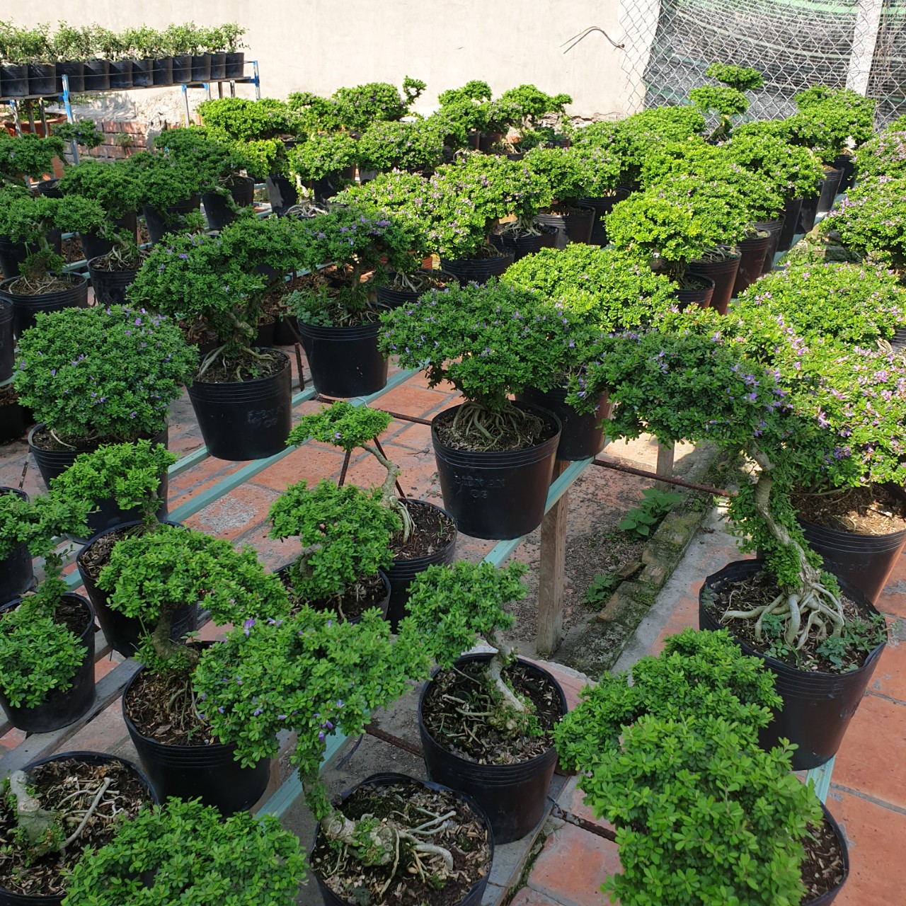 BONSAI Linh sam hạt gạo size đại