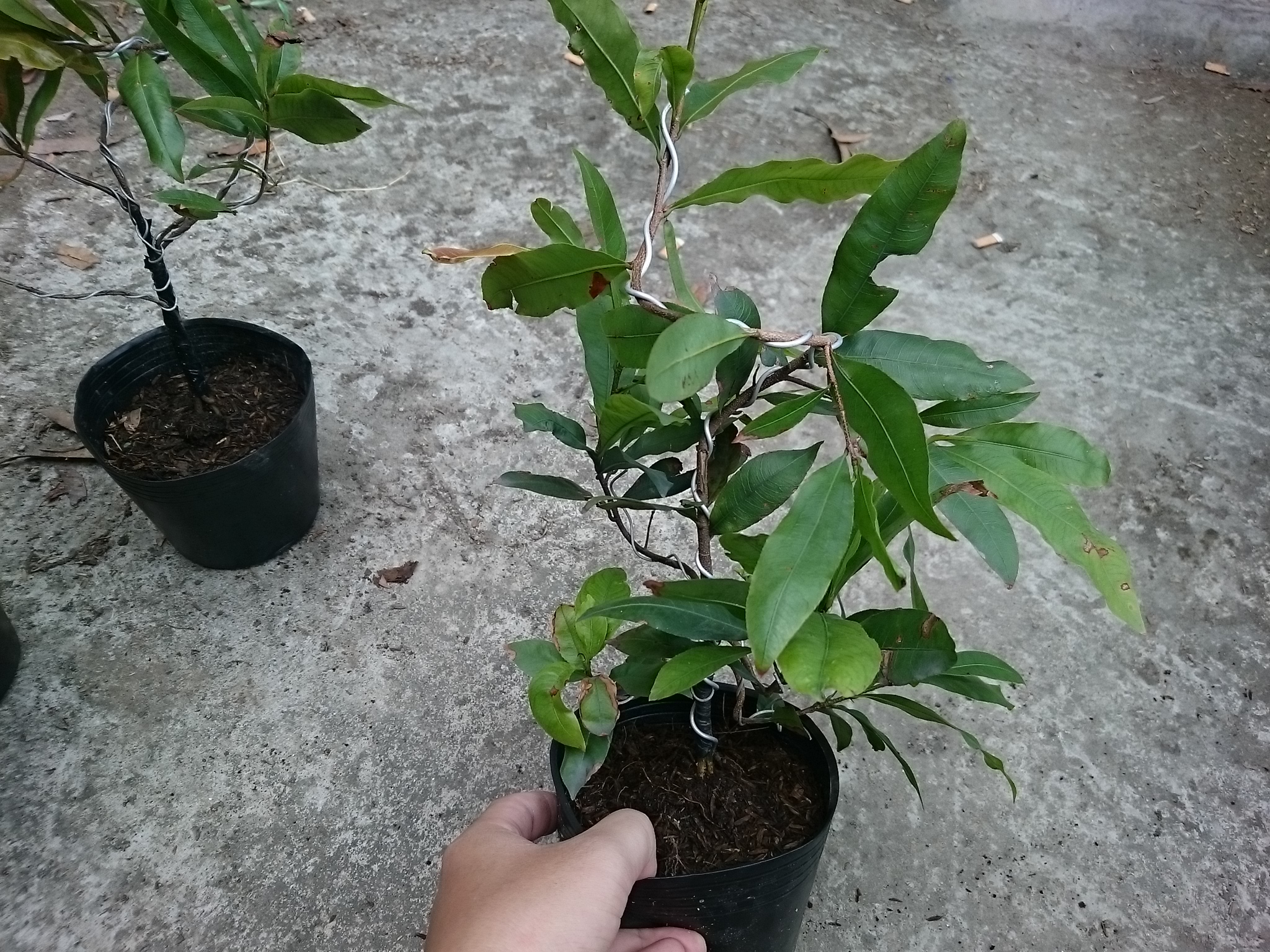 Cây Mai Vàng - cây cảnh trong nhà