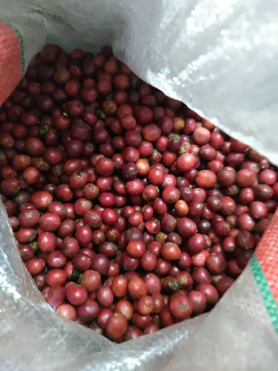 Cà Phê Hạt Specialty Indonesia Central Java Fine Robusta Floral Jasmine - Stupiducks Specialty Coffee