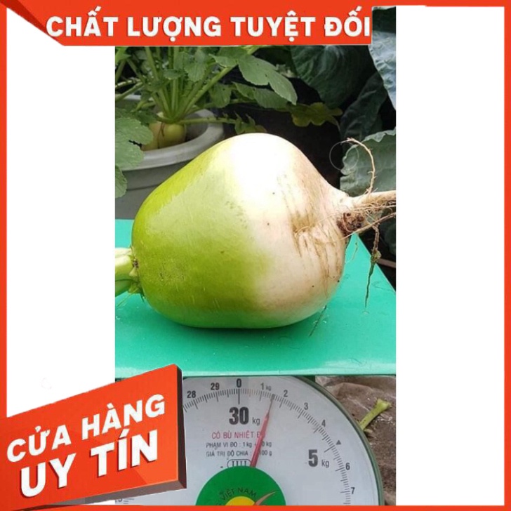 CỦ CẢI HÀN QUỐC SIÊU TO KHỔNG LỒ
