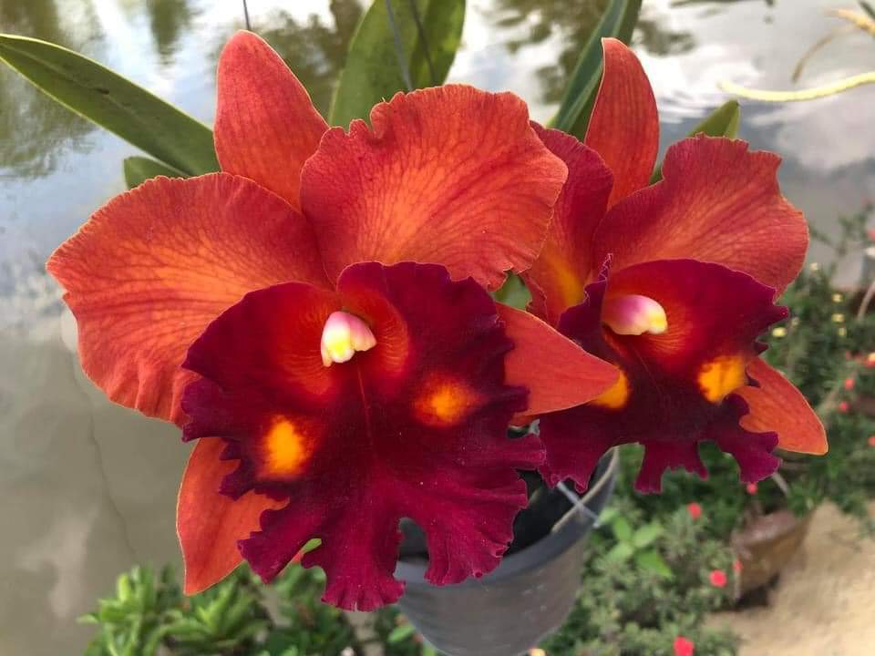Hoalan Cattleya Gurgen kloop- chậu trưởng thành