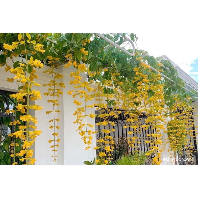 Cây hoa leo lan hoàng dương