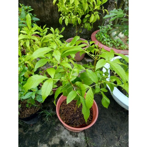 Cây Giống Hoa Huỳnh Liên vàng