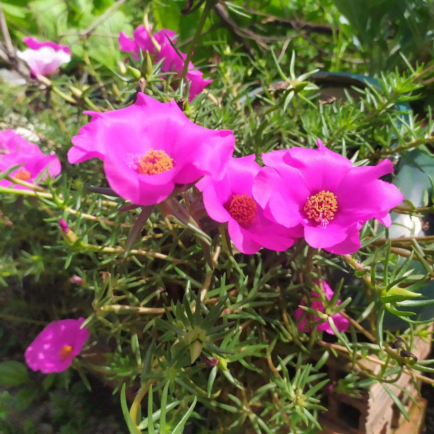 Hoa Mười Giờ Mỹ ( 0.5kg nhánh hoa )