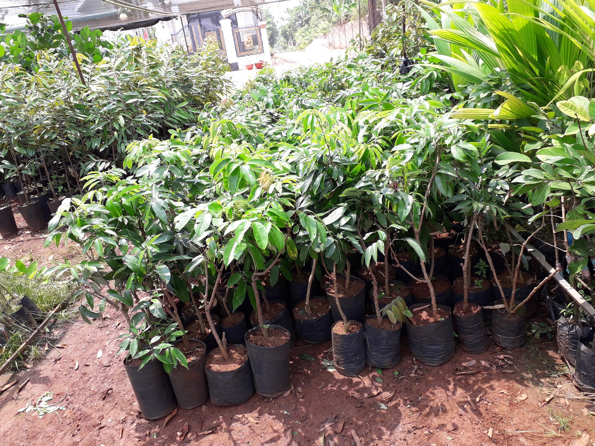 CÂY GIỐNG VẢI THIỀU LỤC NGẠN SIÊU SỚM.