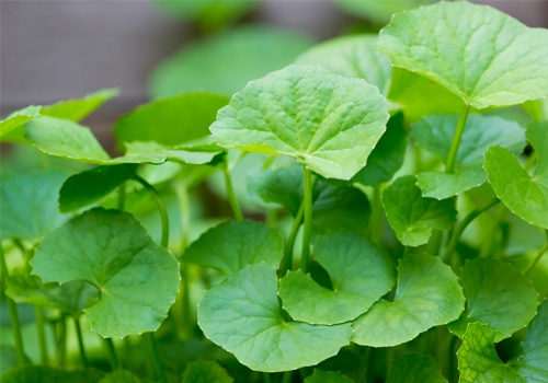 Hạt giống rau má 1g