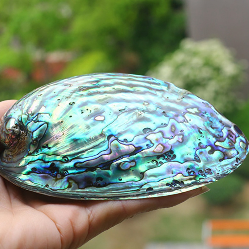 10-12cm Large Rainbow Abalone Shell Charm Beach Seashell Car Office ...