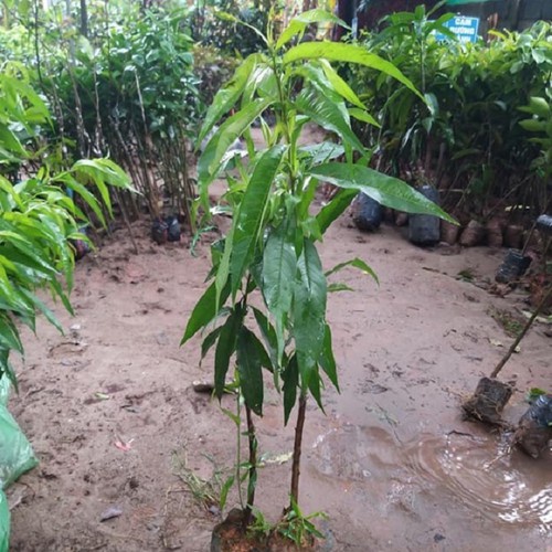 CÂY GIỐNG ĐÀO BÁT TIÊN NHẬT (ĐÀO TIÊN QUẢ ĐỎ)