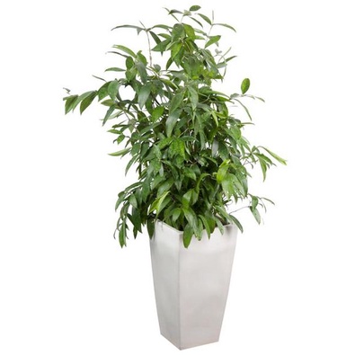 Chậu cây trúc nhật lá đốm- cây phong thuỷ trong nhà