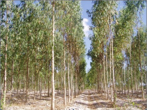50 gram hạt giống bạch đàn trắng