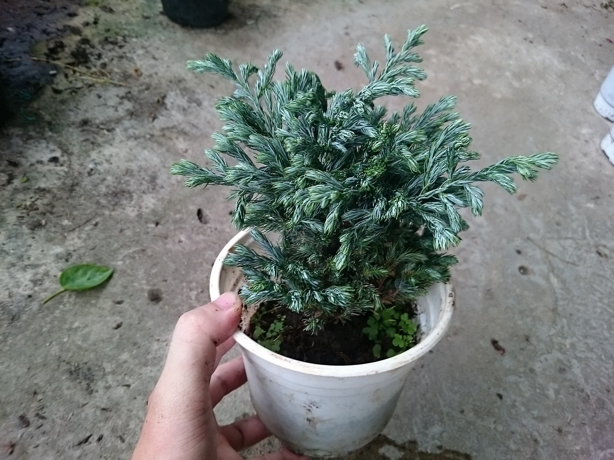 Cây Tuyết Tùng - cây cảnh để bàn