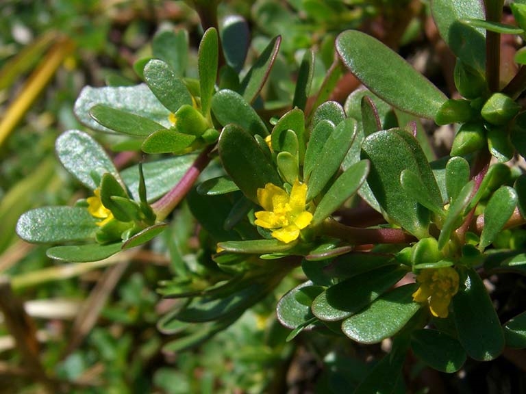 rau sam - bầu cây giống