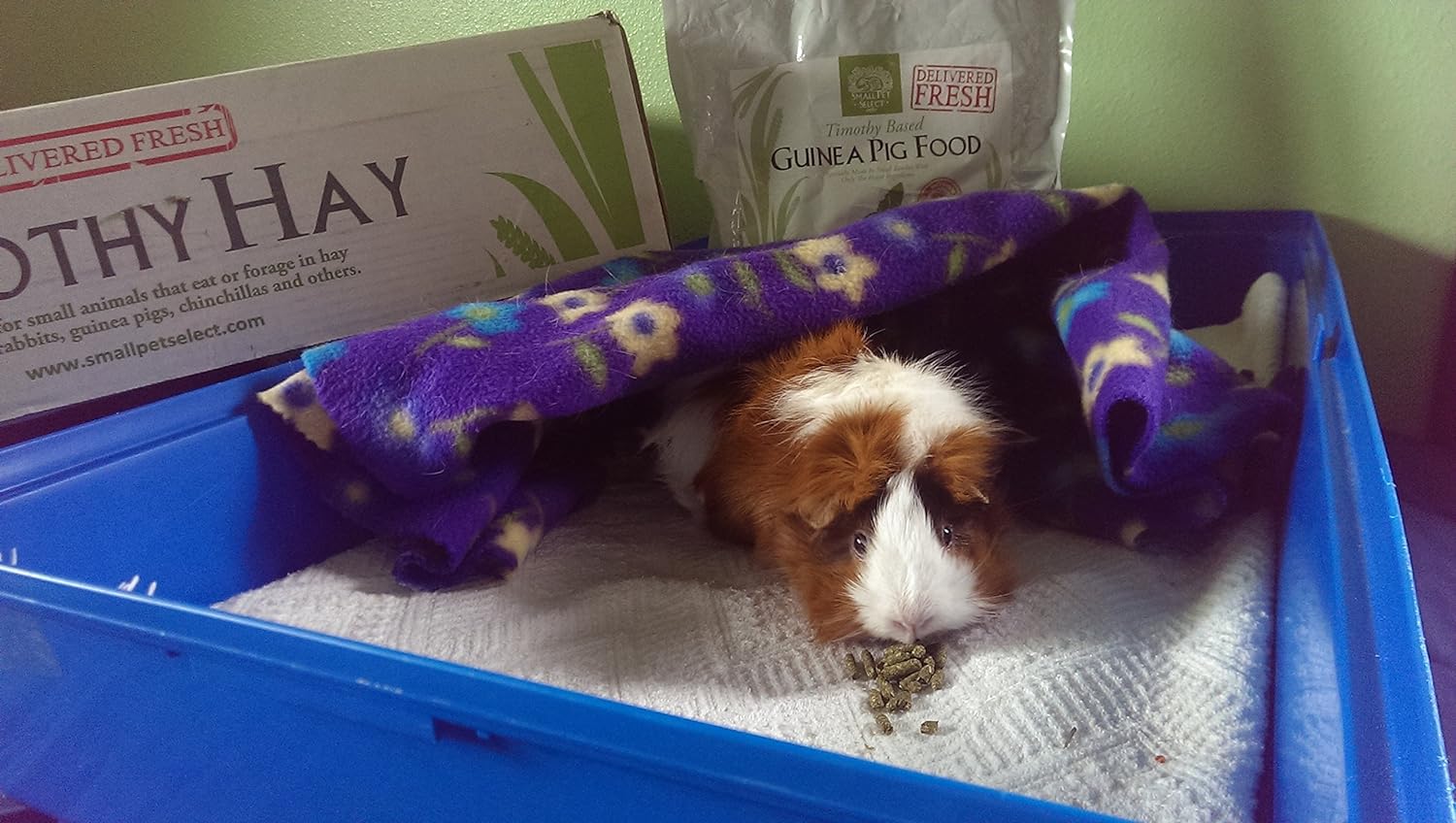 Small%20Pet%20Select%20Guinea%20Pig%20Food,%20500grams%20pack%20-%20Image%203