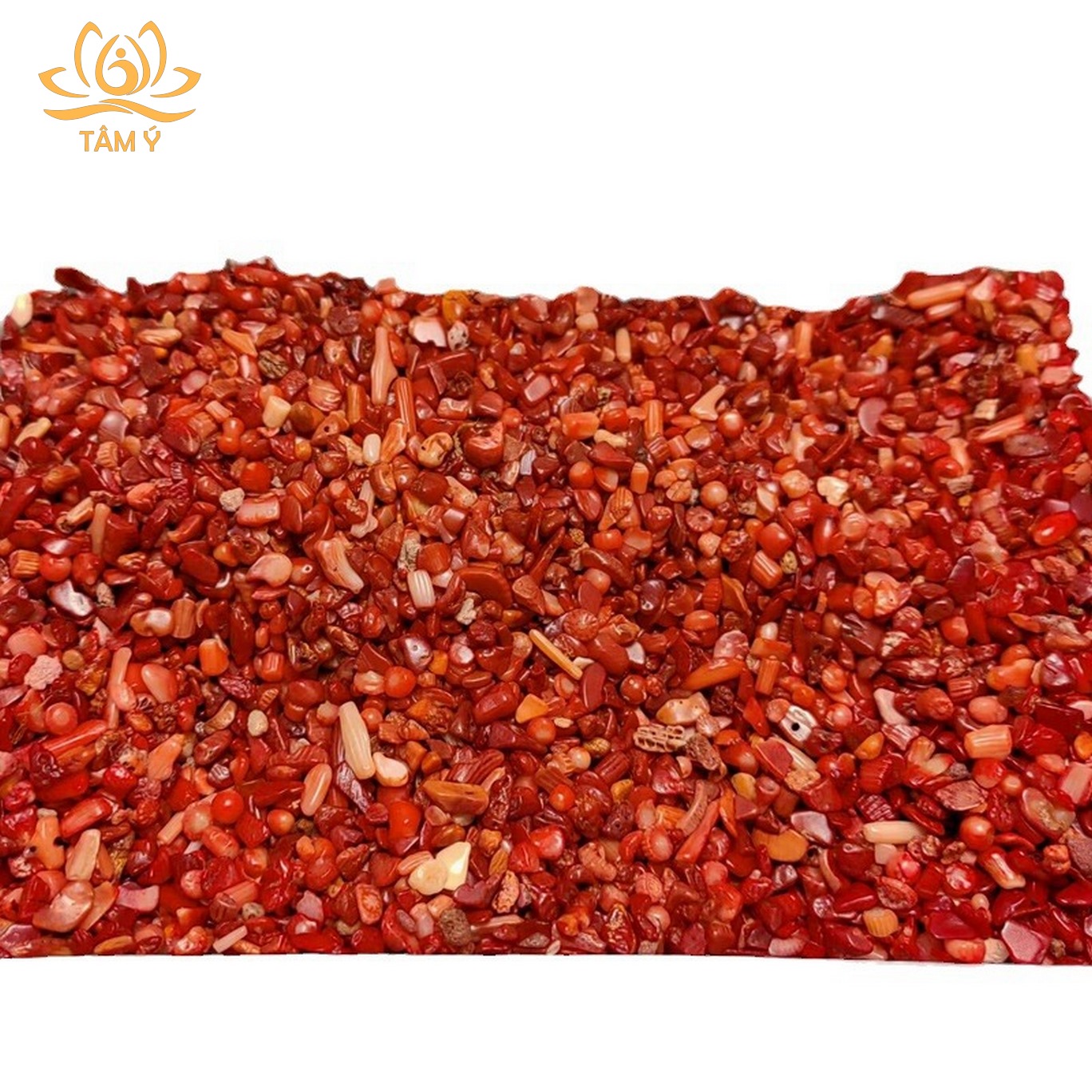 San hô đỏ vụn kích thước nhỏ