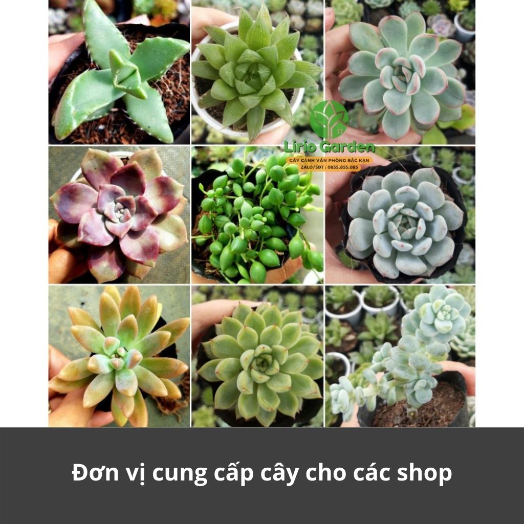 combo 10 cây sen đá size bầu
