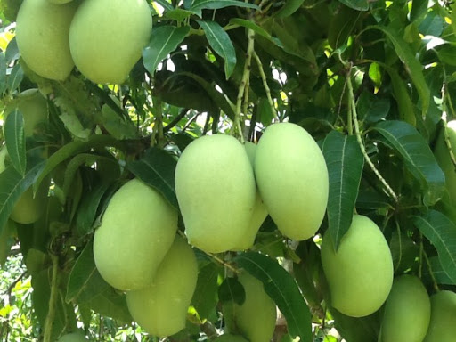 Cấy giống Xoài Keo CamPuchia. .