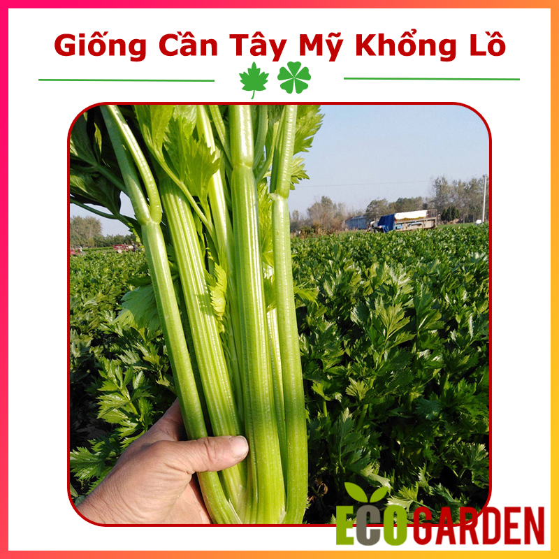 Hạt giống cần tây mỹ khổng lồ