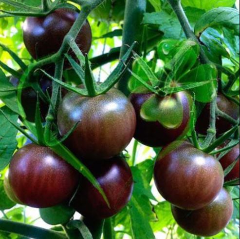 Hạt giống cà chua socola F1 - gói 5 hạt