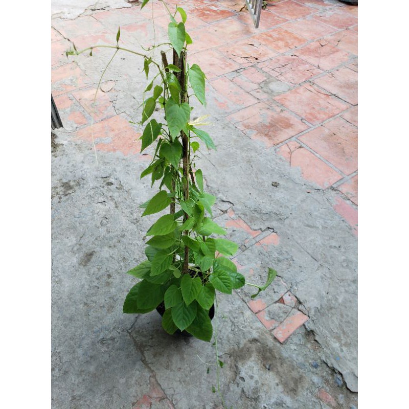 Dây Leo Liêm Hồ Đằng- cây giống size to
