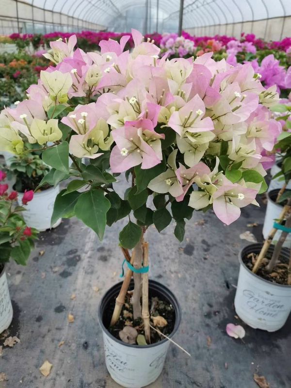 Hoa giấy Sakura nhật - cây trưởng thành đang hoa (hoặc đã có hoa)