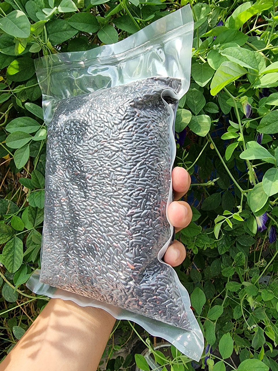 1 KG GẠO LỨT ĐEN VÙNG TÂY BẮC