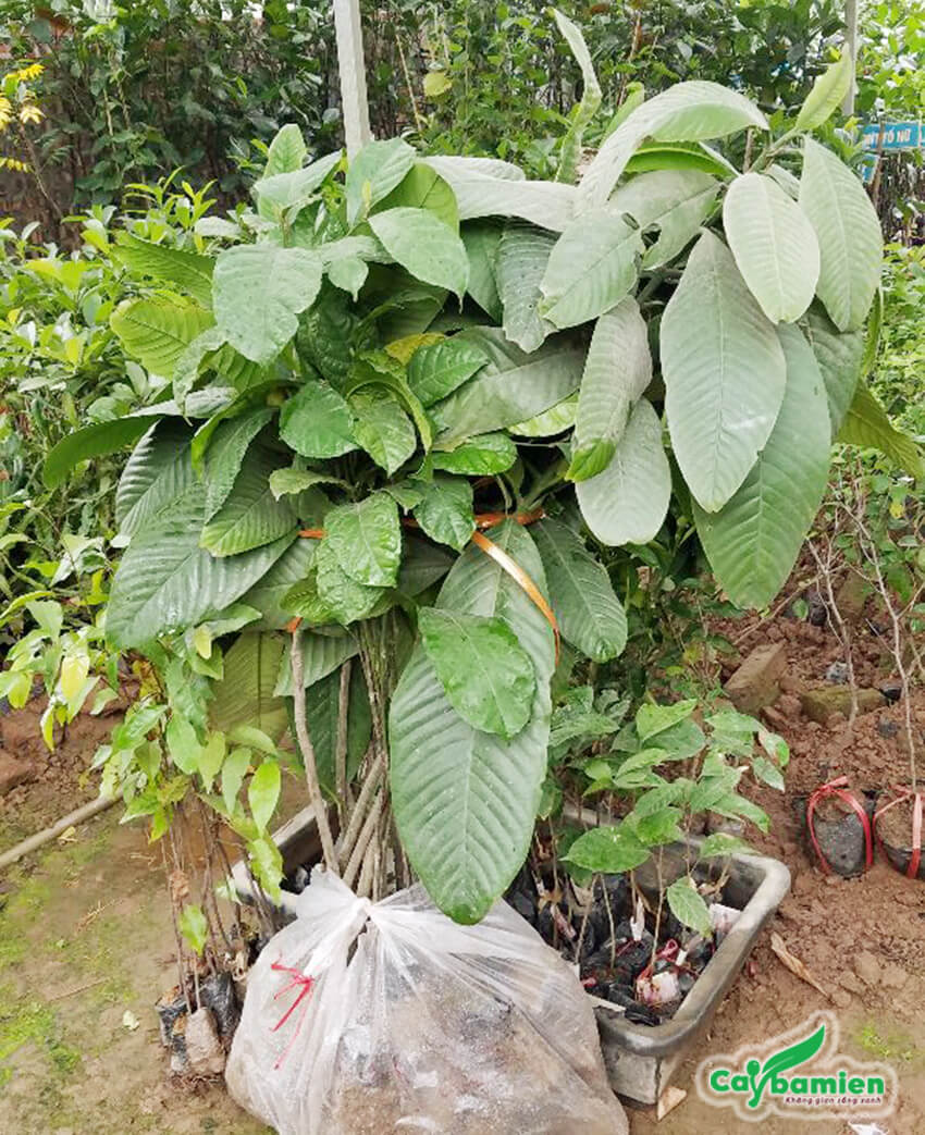CÂY GIỐNG CÂY TAI CHUA ( CÂY BỨA CỌNG )