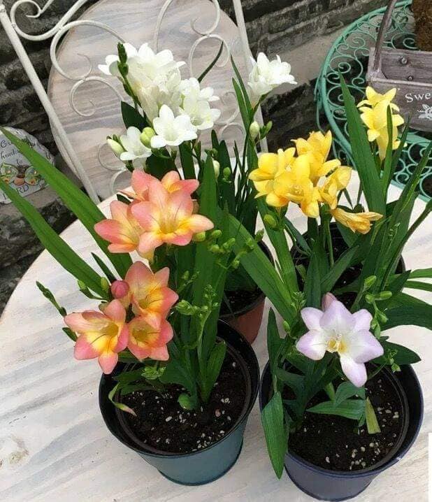 6 củ giống hoa lan nam phi nhiều màu ( mix màu )