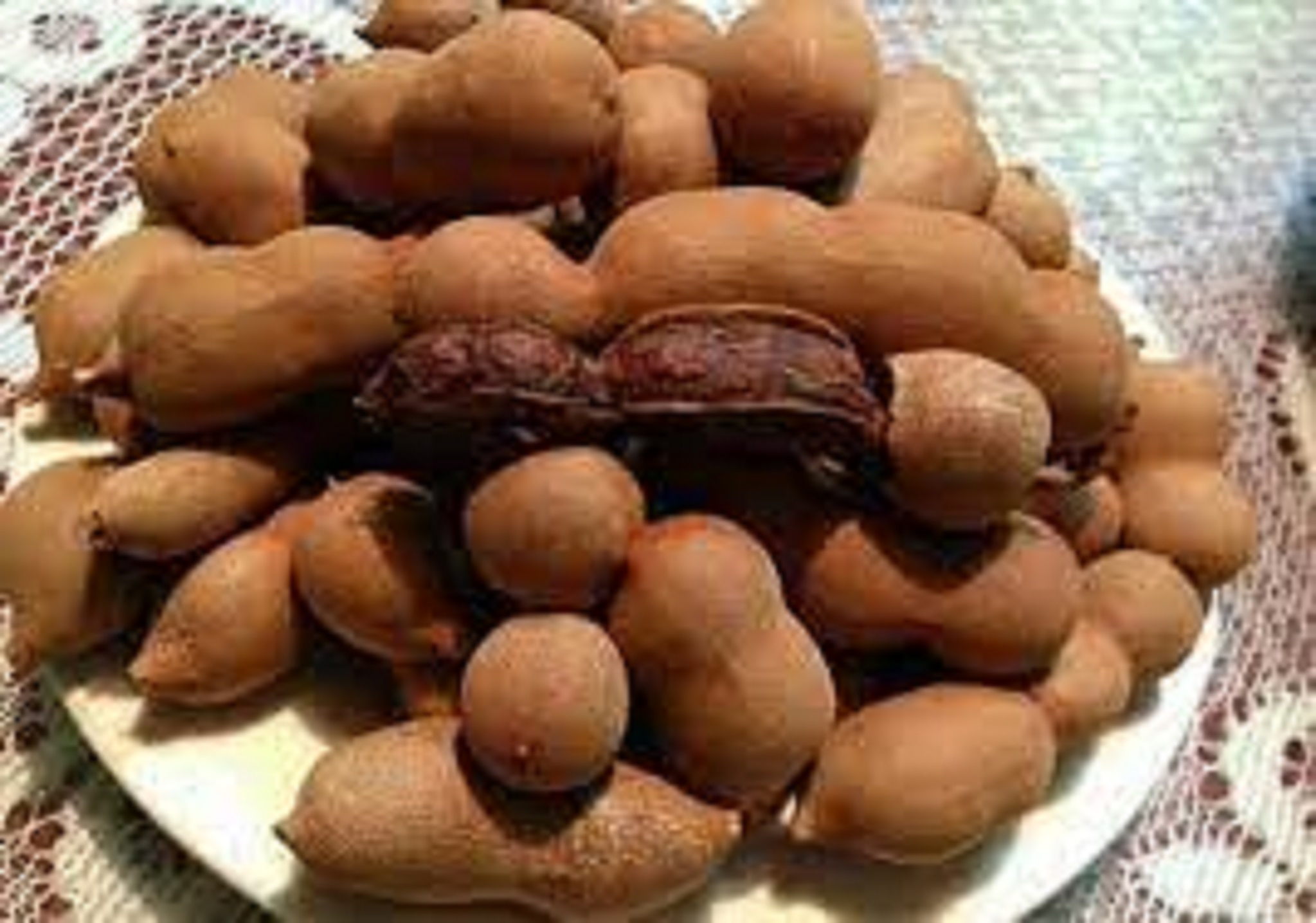 Cây giống Me Thái sai trái, siêu ngọt. [ CÂY GHÉP, cho quả sớm ].