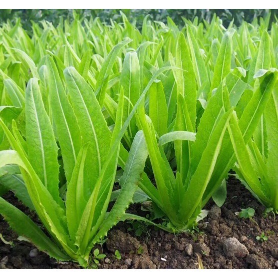 Hạt Giống Xà Lách Rau Diếp Lá Dài