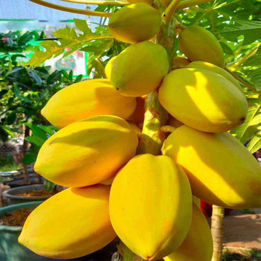 Hạt giống đu đủ da vàng-15 hạt ( Thái Lan )