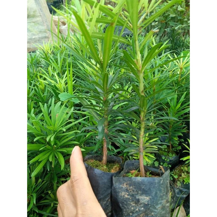 CÂY TÙNG LA HÁN -VẠN NIÊN TÙNG ( Cây  cao từ 20cm đến 30cm )